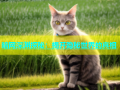 暗网深渊探秘：揭开隐秘世界的真相